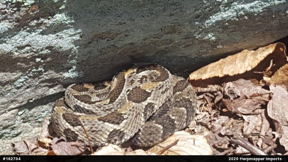 Timber Rattlesnake