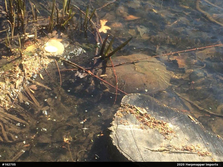 Snapping Turtle