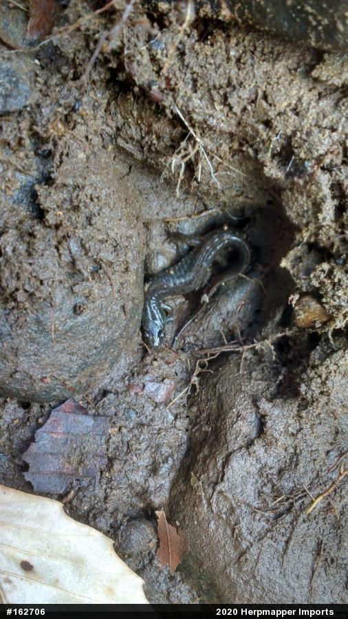 Northern Dusky Salamander