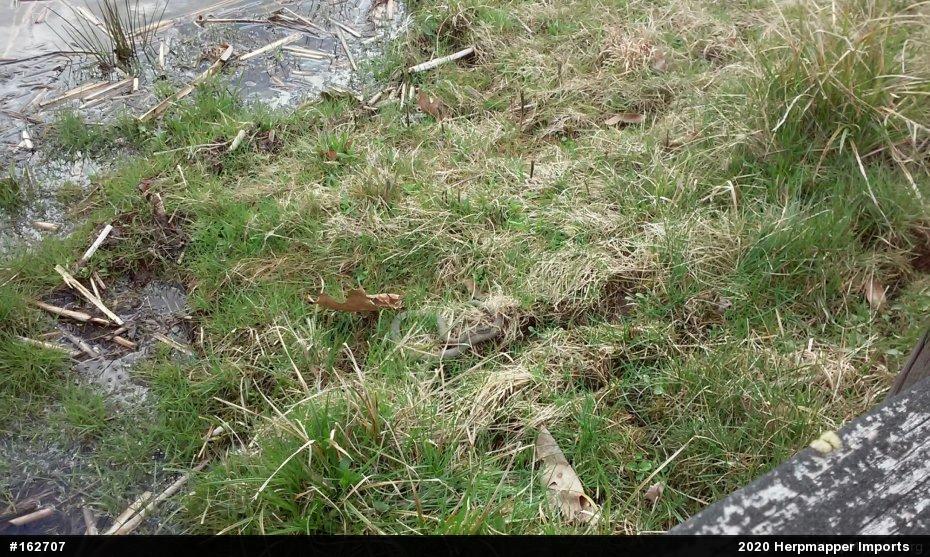 Northern Watersnake
