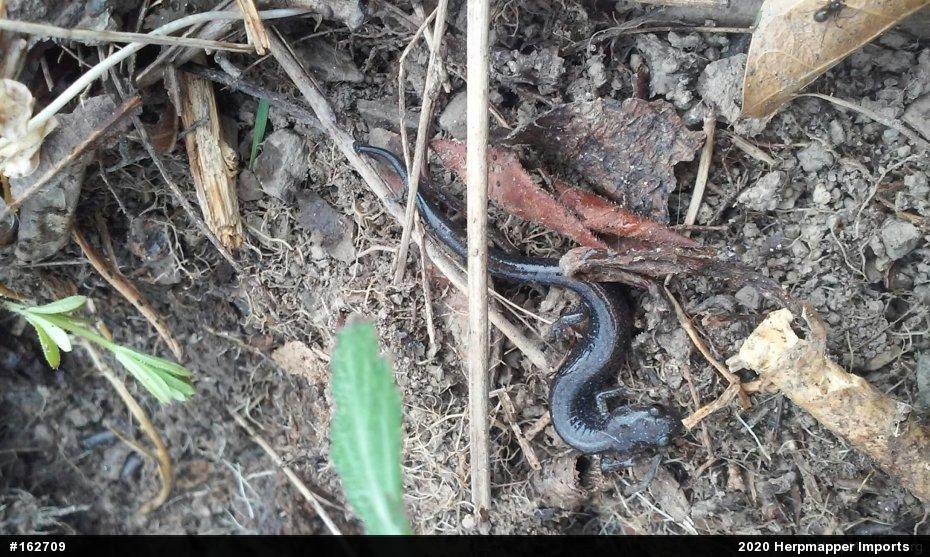 Woodland Salamanders