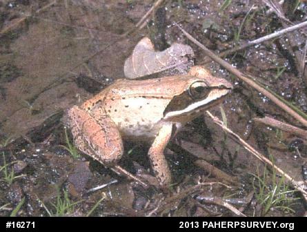 Wood Frog
