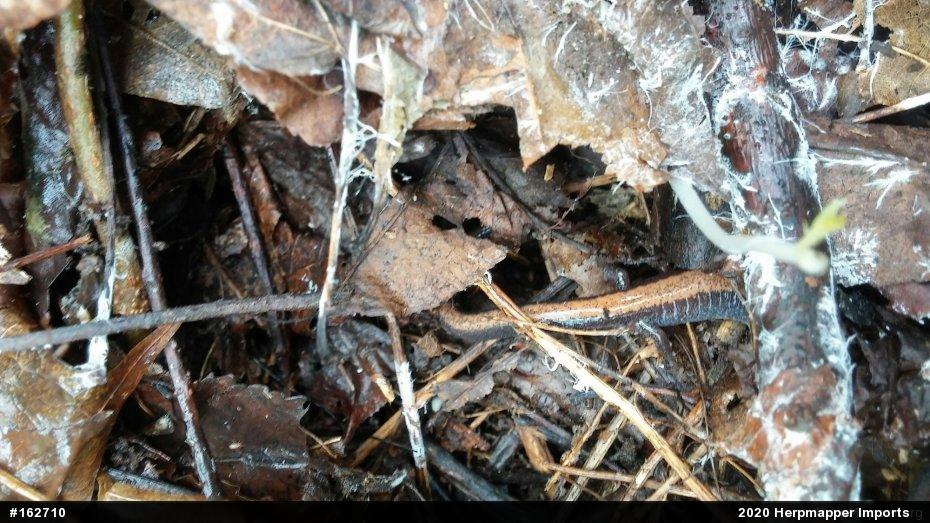 Eastern Red-backed  Salamander