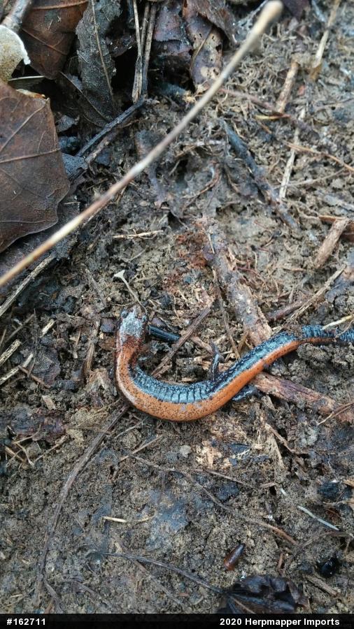 Eastern Red-backed  Salamander