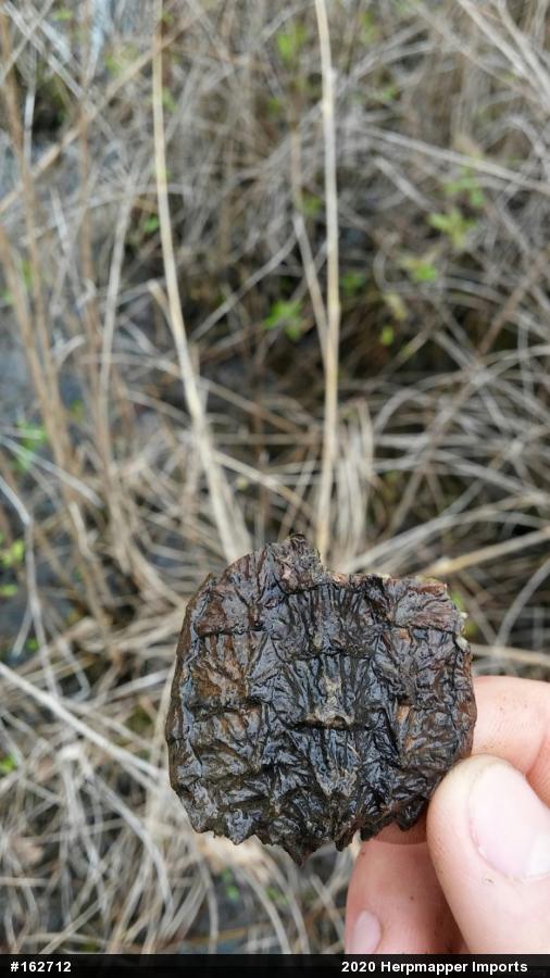 Snapping Turtle