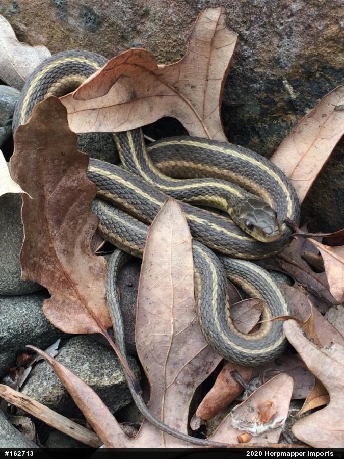 Eastern Gartersnake