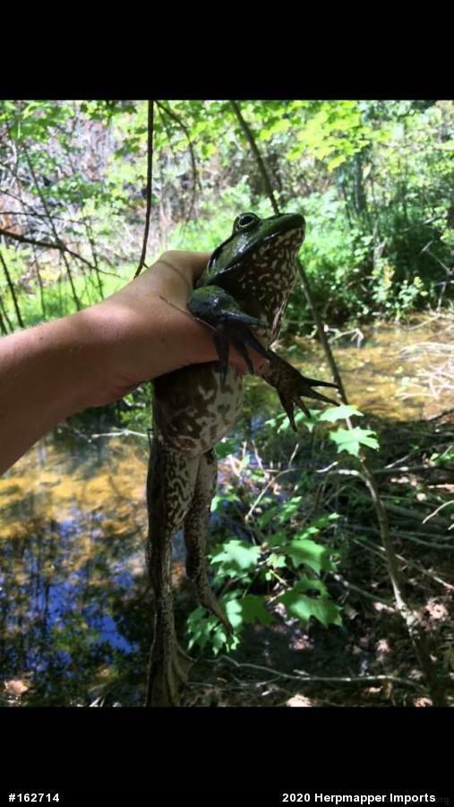 American Bullfrog