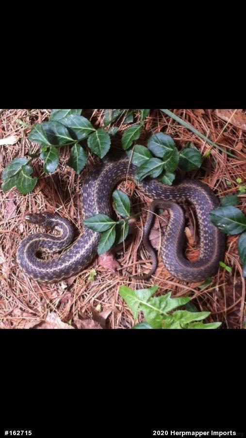 Eastern Gartersnake