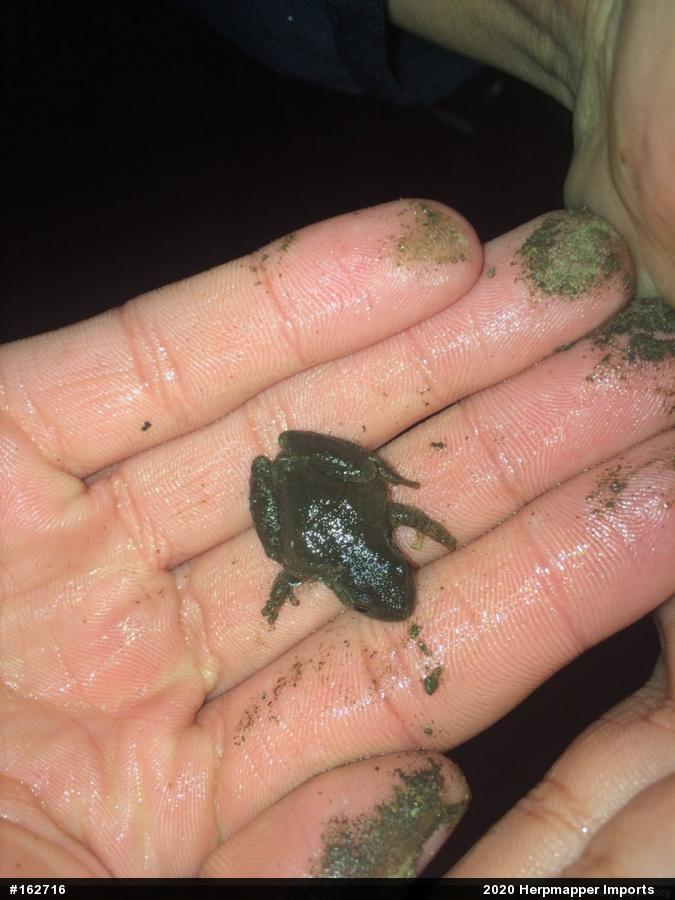 Spring Peeper
