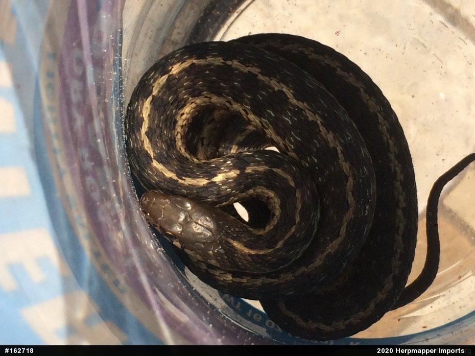 Eastern Gartersnake
