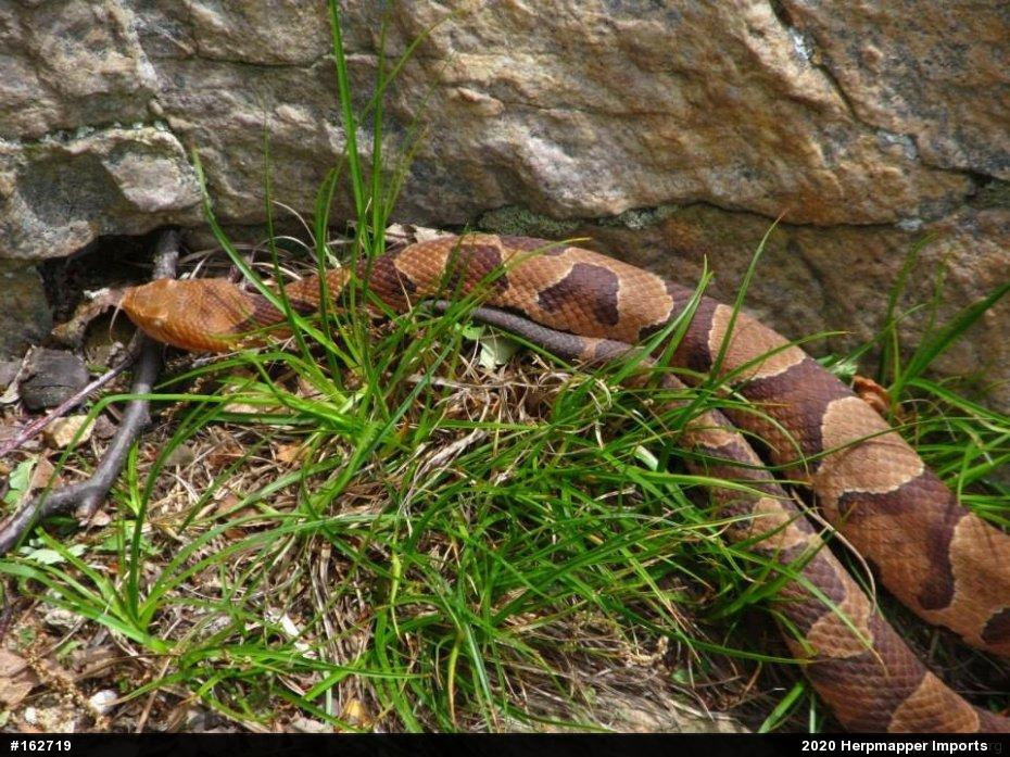 Northern Copperhead