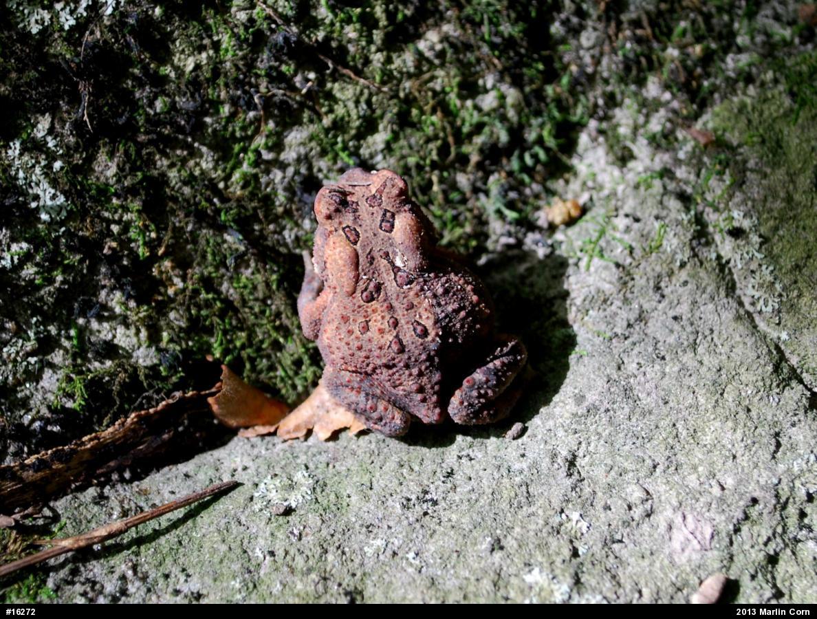 Eastern American Toad