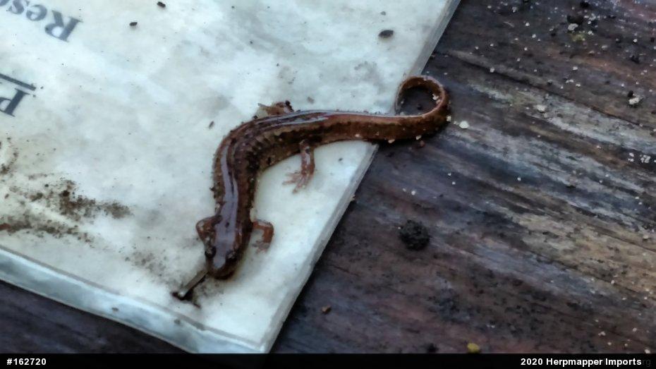 Northern Dusky Salamander