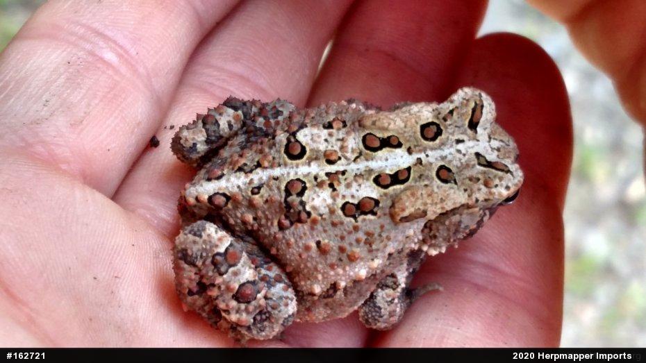 Eastern American Toad