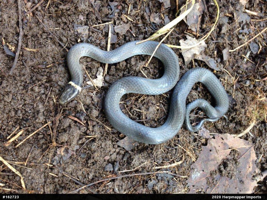 Northern Ring-necked Snake