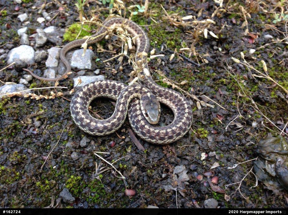 Eastern Gartersnake
