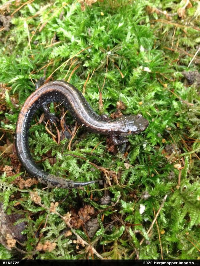 Eastern Red-backed  Salamander