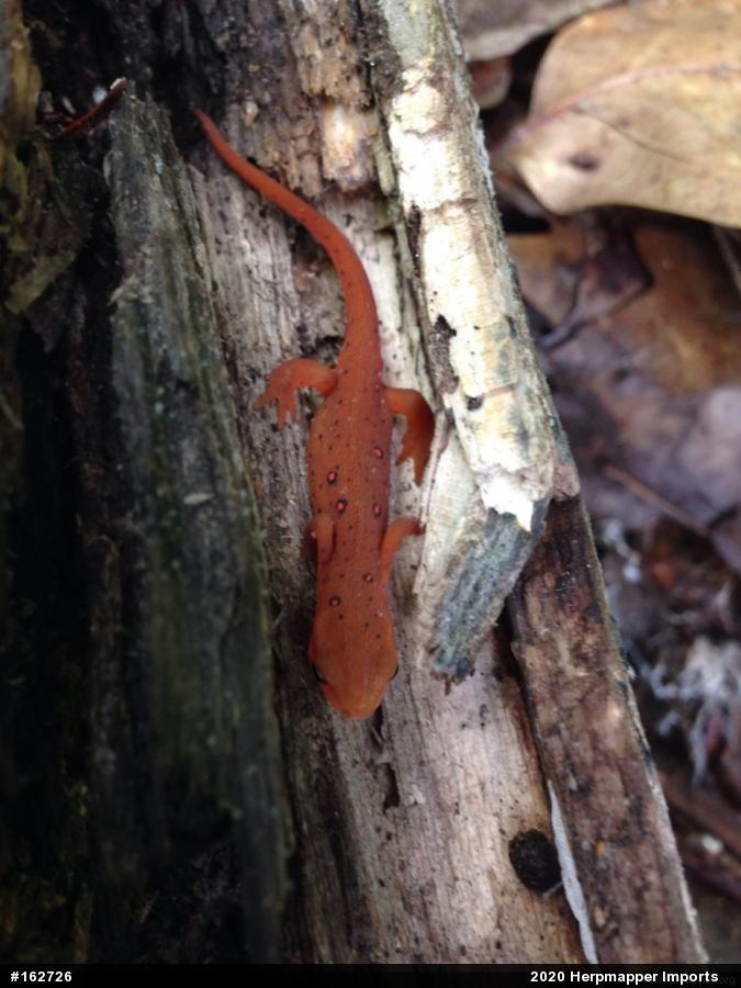 Red-spotted Newt