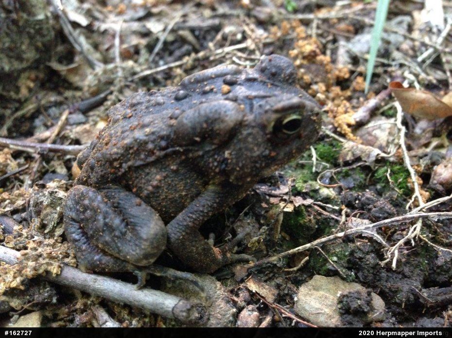 Eastern American Toad