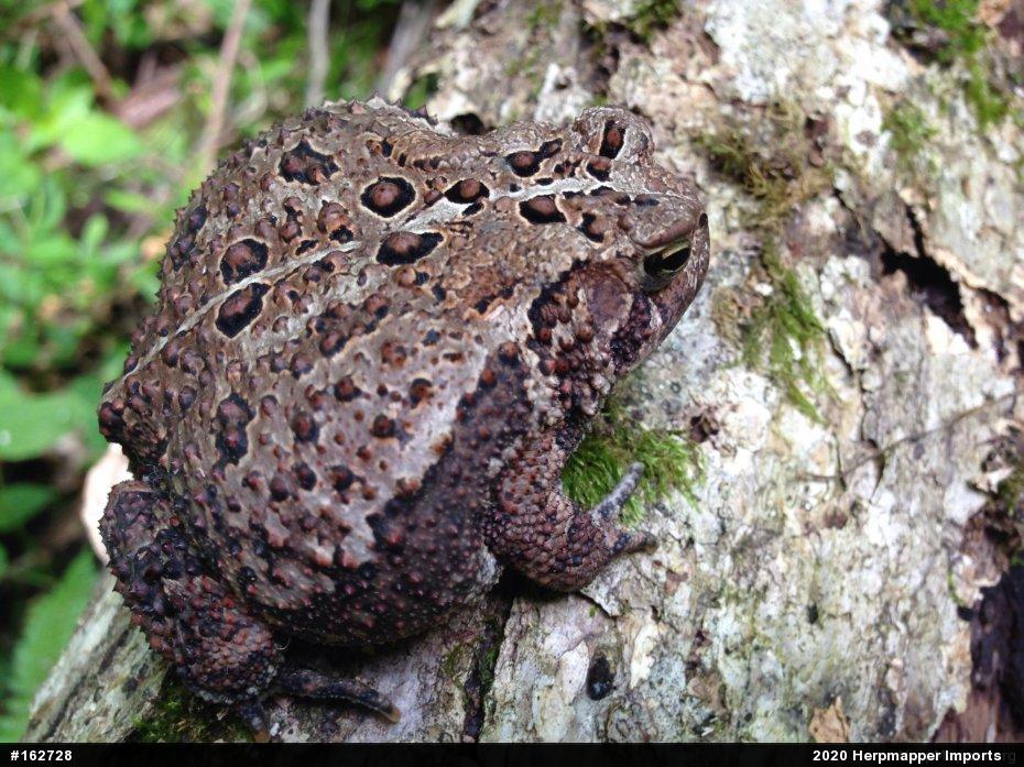 Eastern American Toad