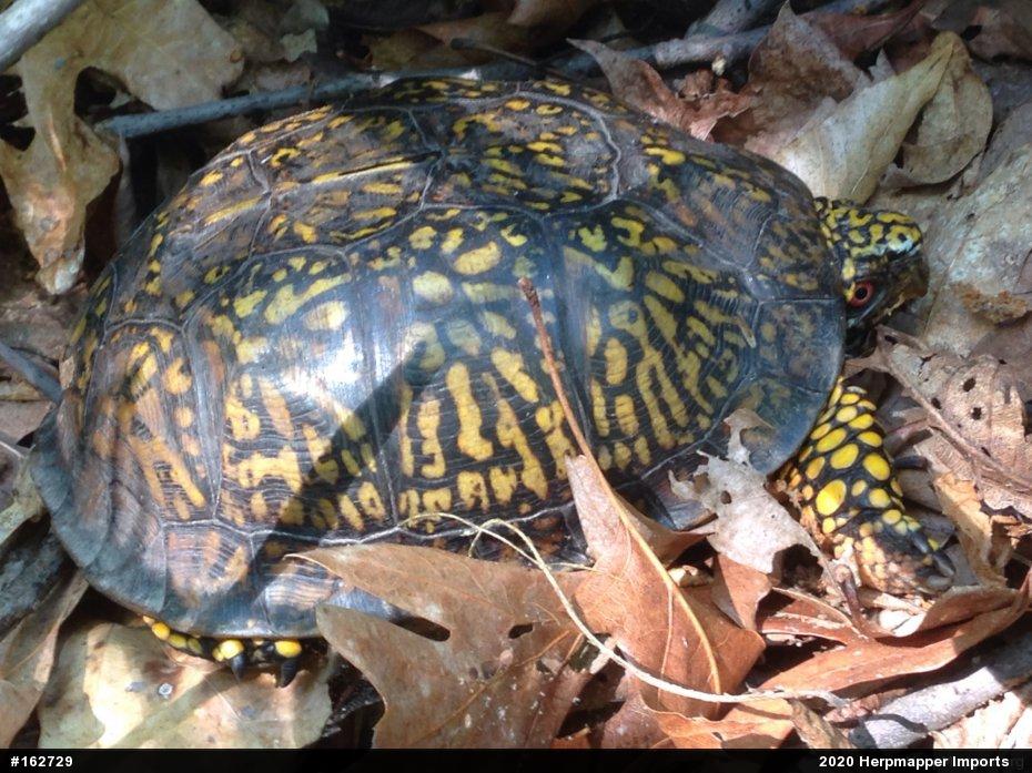 Eastern Box Turtle