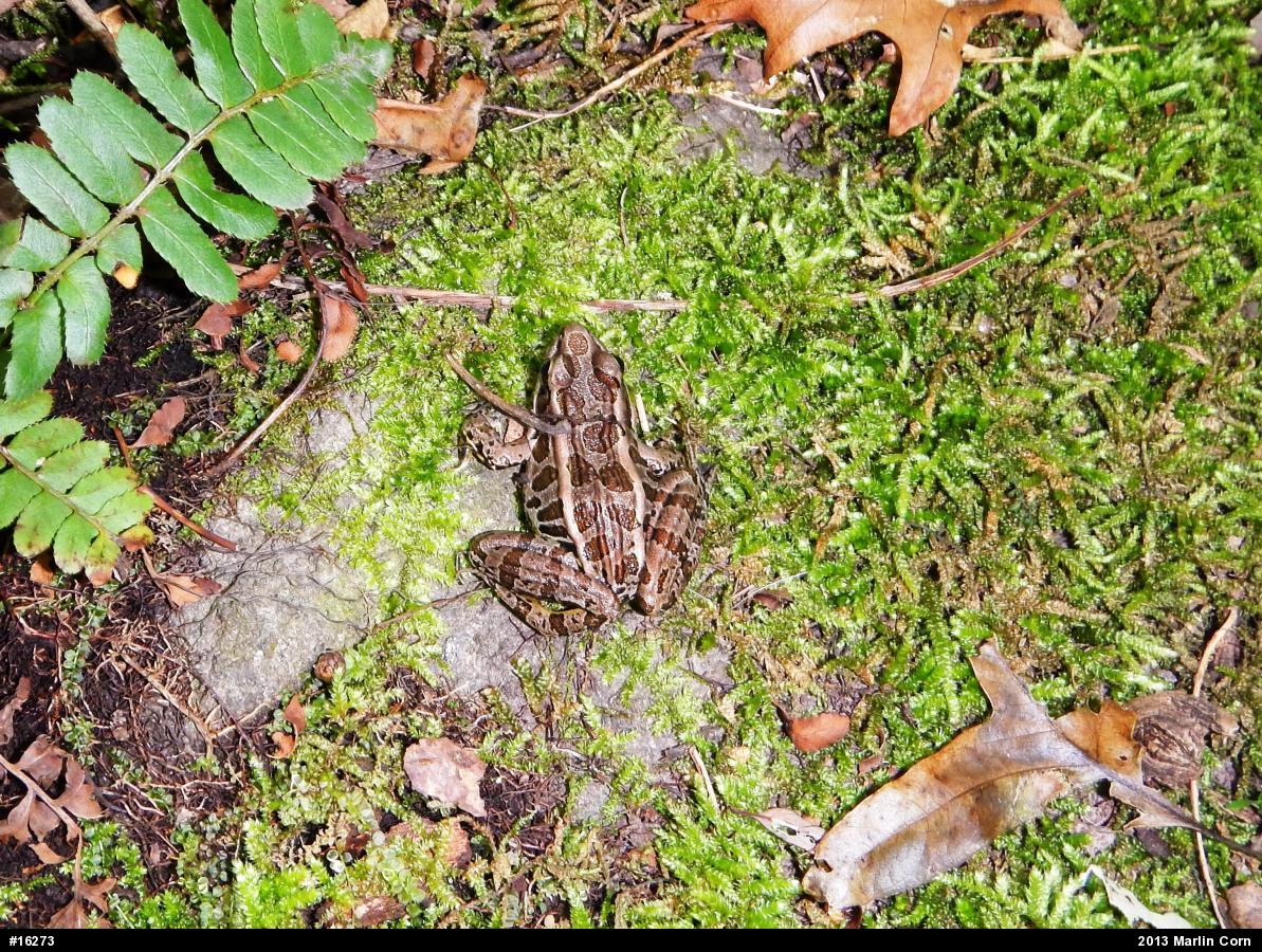 Pickerel Frog