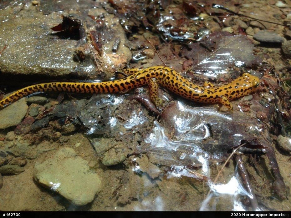 Eastern Long-tailed Salamander