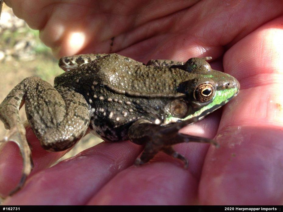 Green Frog