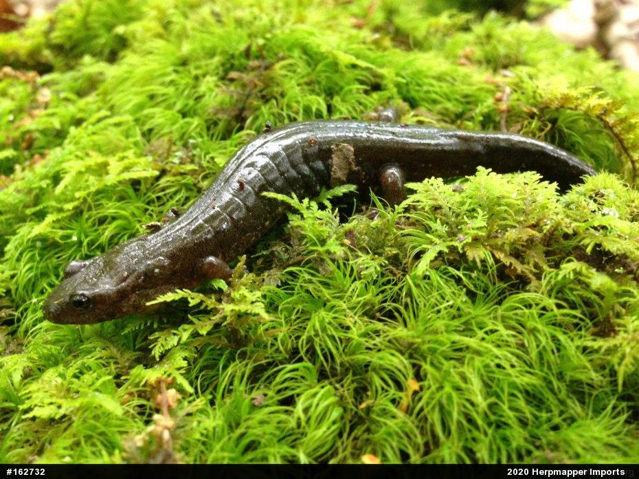 Northern Dusky Salamander