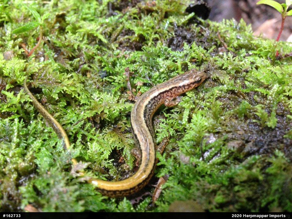 Northern Two-lined Salamander