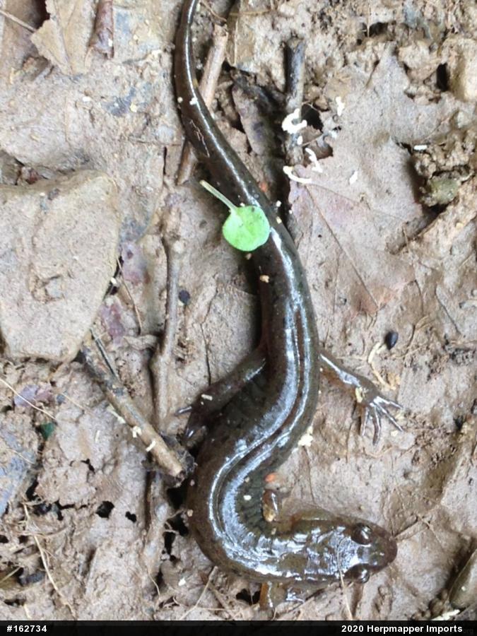 Northern Dusky Salamander