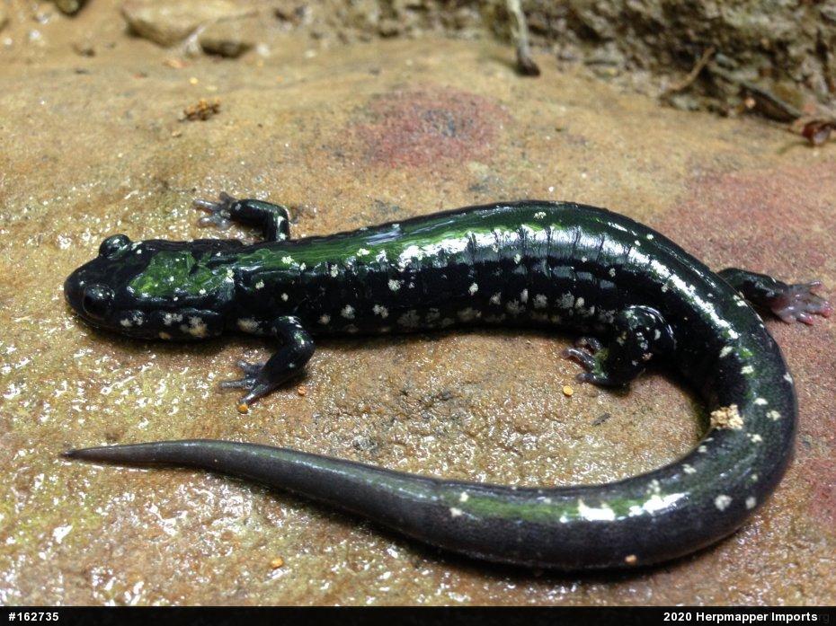 Northern Slimy Salamander