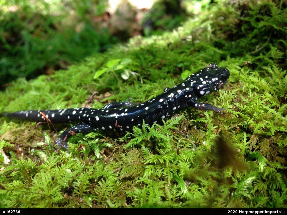 Northern Slimy Salamander