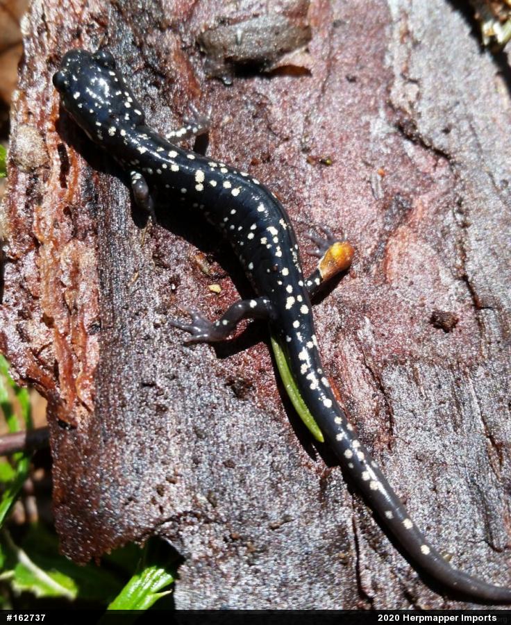 Northern Slimy Salamander