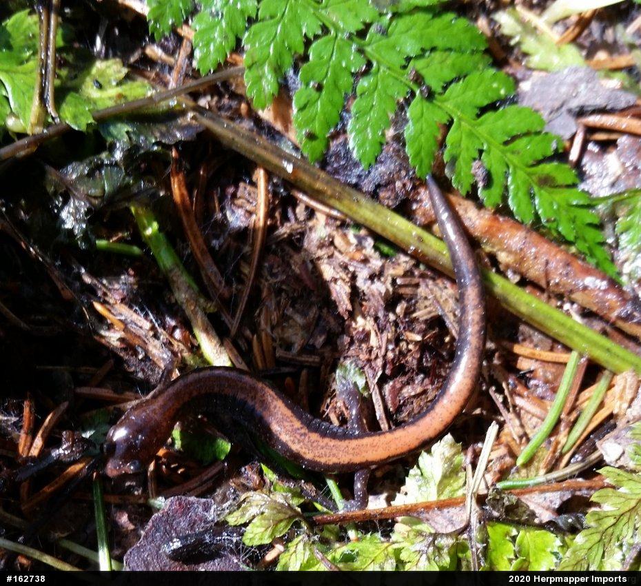 Eastern Red-backed  Salamander
