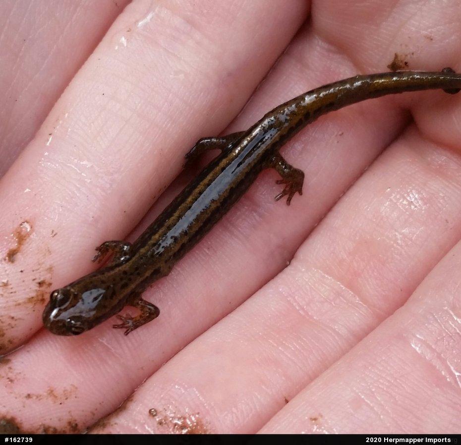 Northern Two-lined Salamander