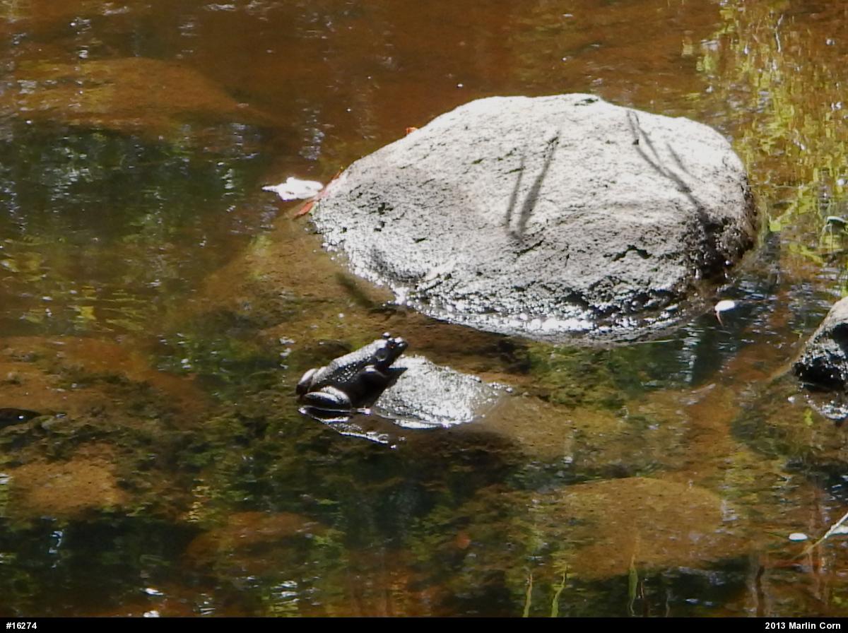 American Bullfrog