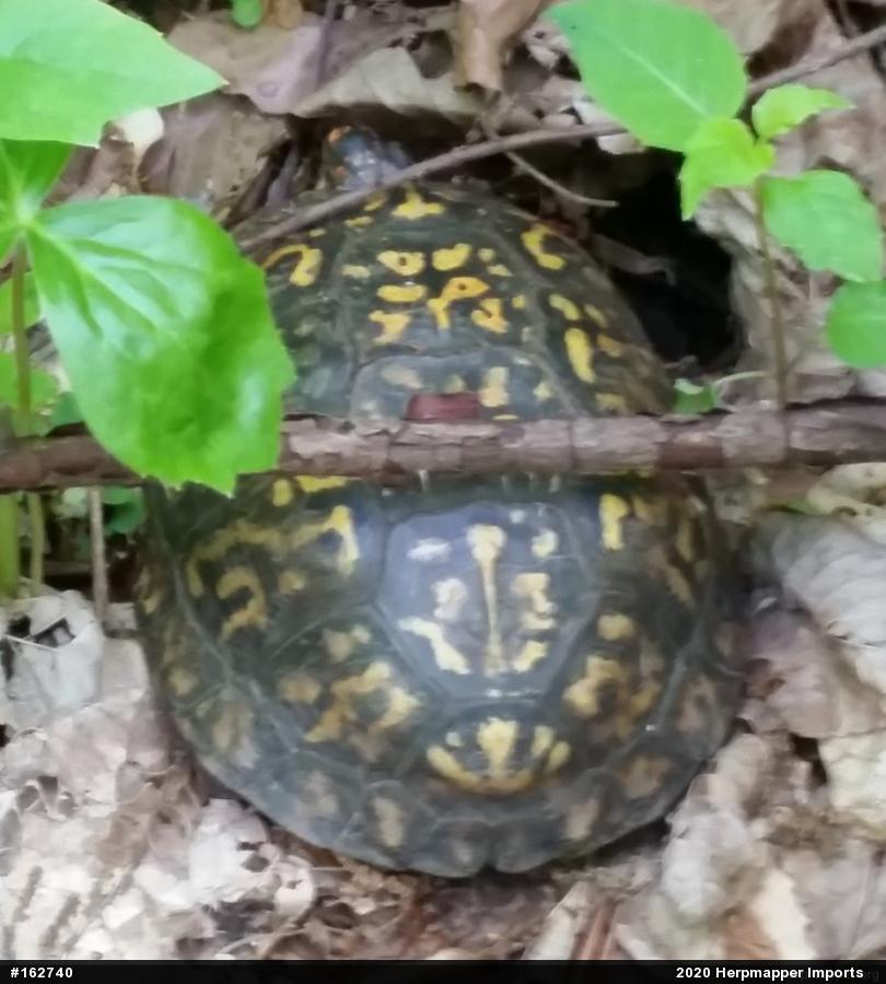 Eastern Box Turtle