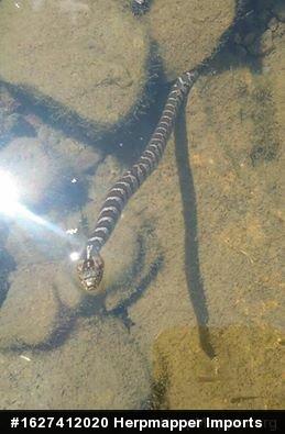 Northern Watersnake