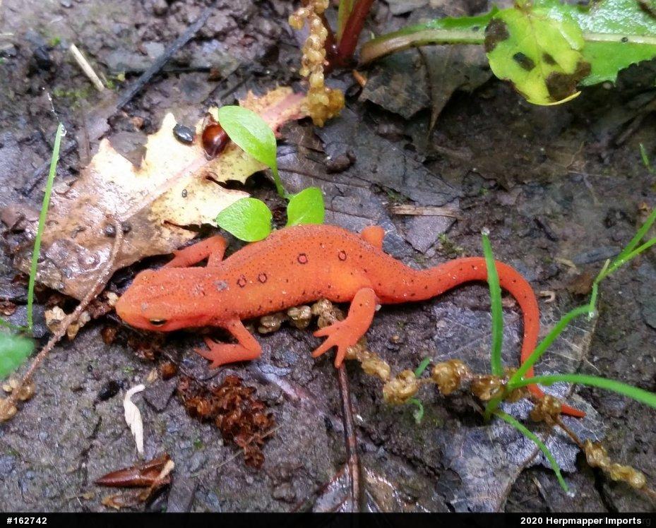 Red-spotted Newt