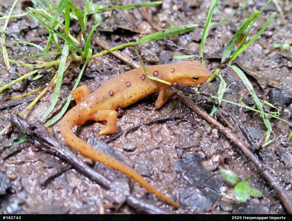 Red-spotted Newt
