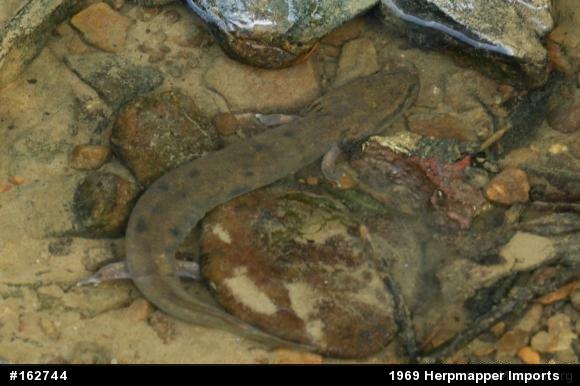 Common Mudpuppy
