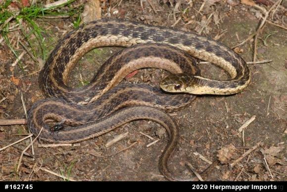 Eastern Gartersnake
