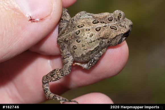 Eastern American Toad