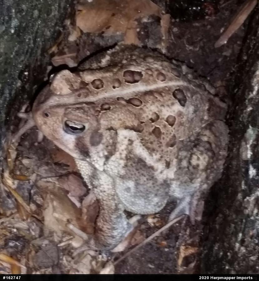 Eastern American Toad
