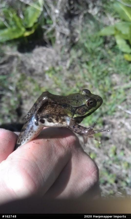 Green Frog