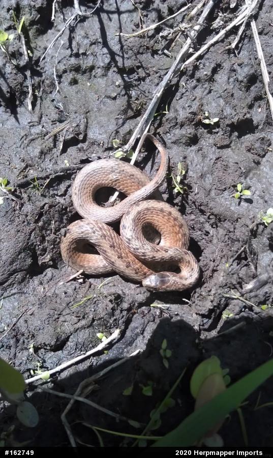 Dekay's Brownsnake