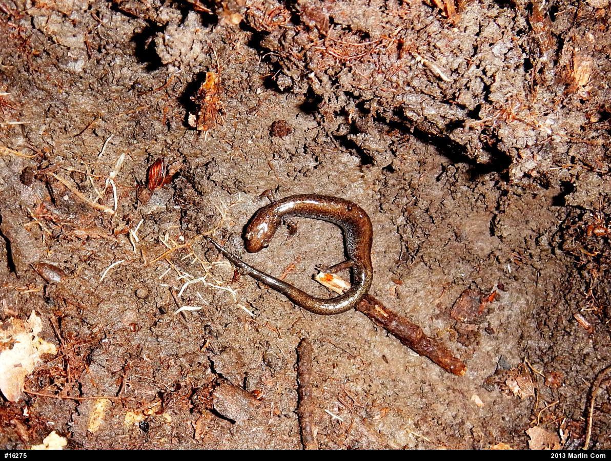 Eastern Red-backed  Salamander