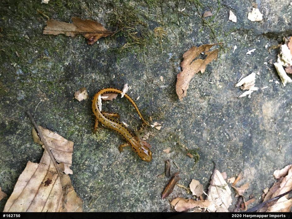 Eastern Long-tailed Salamander