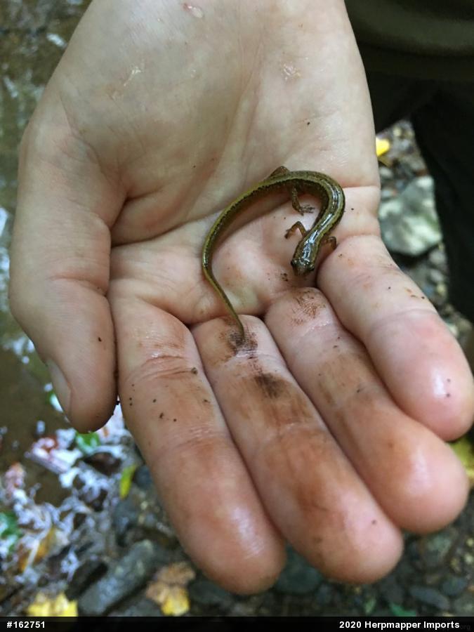 Northern Two-lined Salamander